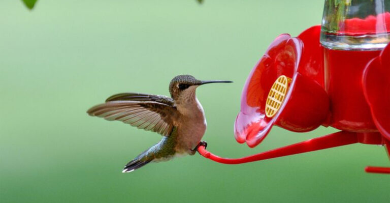 17 Spots You Should Avoid When Hanging A Hummingbird Feeder