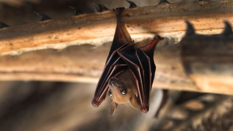 Bat