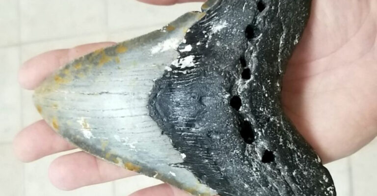 18-Million-Year-Old Megalodon’s Teeth Tell A Surprising Story – And It’s Not What Scientists Expected