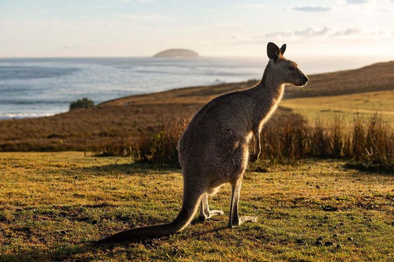 Kangaroo