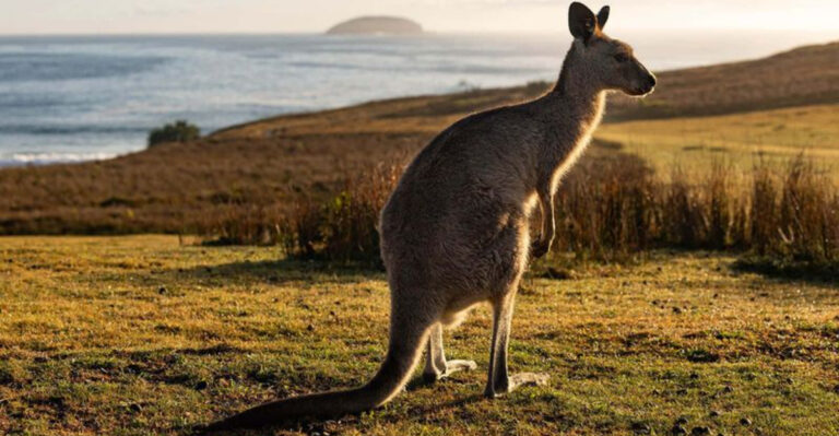 20 Animal Facts That Sound Fake—But Are Completely True