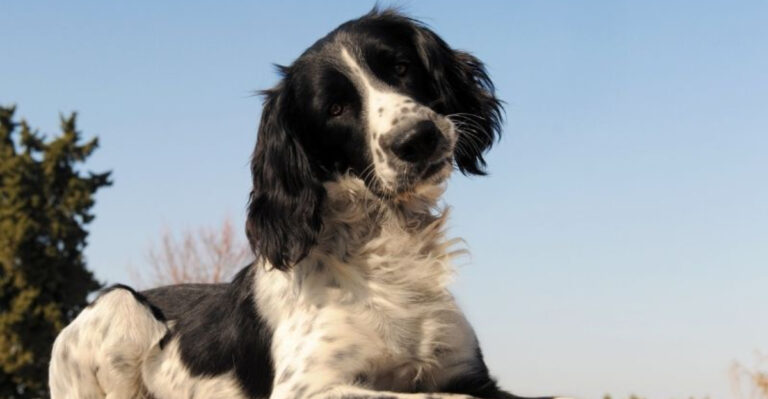 20 Dog Breeds With The Highest IQs, According To Science