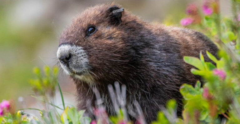 20 Endangered Mammals Struggling To Survive In North America