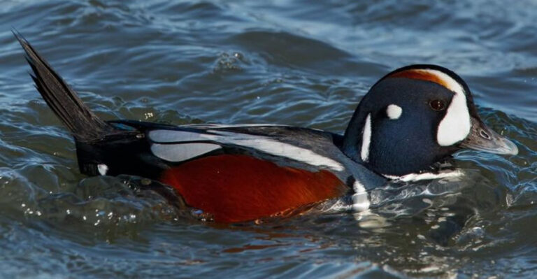 21 Adorable Duck Breeds That Will Melt Your Heart