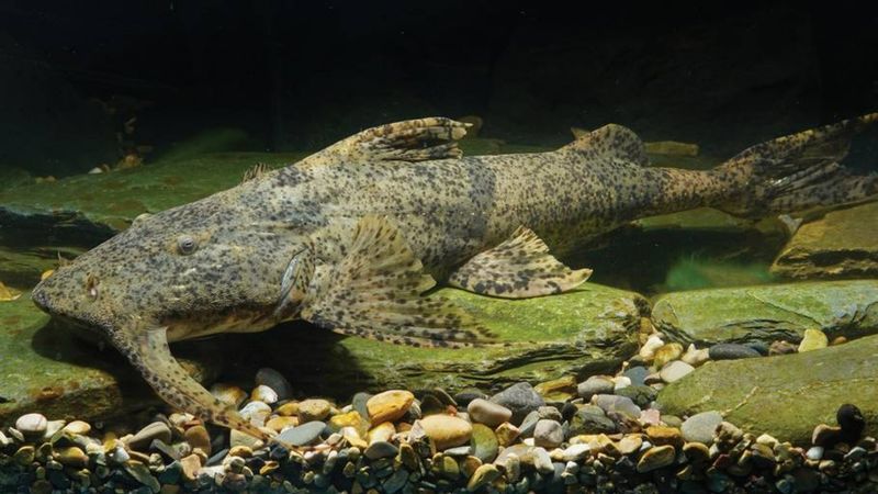 The Giant Catfish That Went Unrecognised For Years