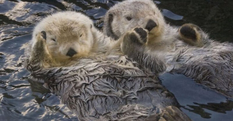 27 Fun Facts About Sea Otters
