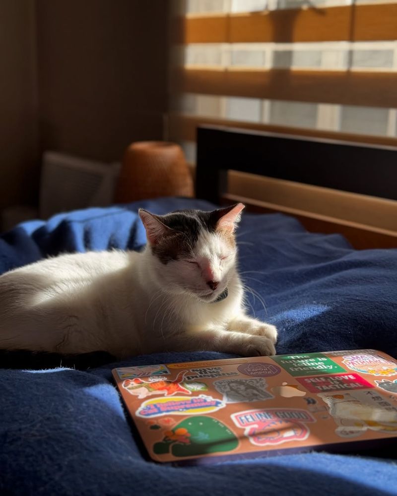 Cat’s Love For Sunbeams