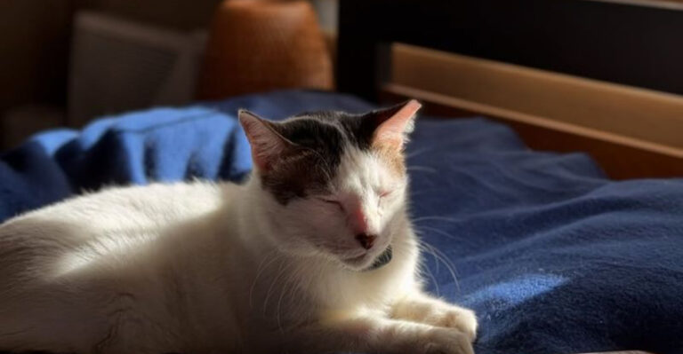 32 Realities Of Living With A Cat: What You Need To Know