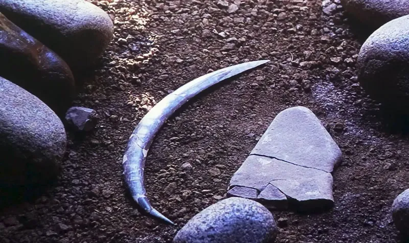 The Discovery Of The 40,000-Year-Old Mammoth Ivory Boomerang