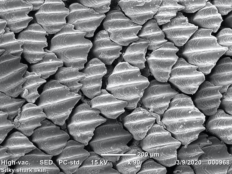 Scientists Call It 'Sharkitecture'
