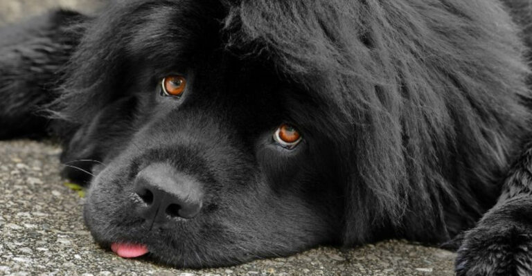7 Dog Breeds With The Biggest, Most Loving Hearts And 5 That Love Hard Only Once You Earn It