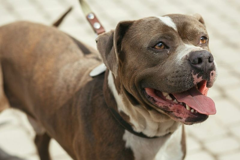 Pit Bull Terrier: Controversial And Often Restricted