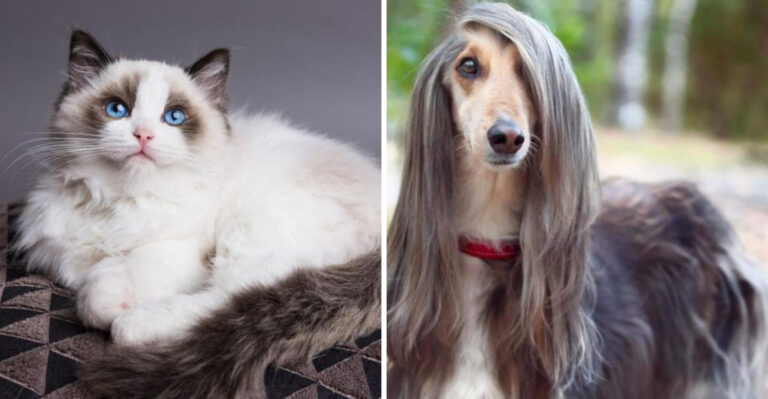 7 High-Maintenance Cat Breeds And 7 Dog Breeds You Should Think Twice About