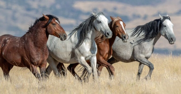 7 Lesser-Known Horse Facts And 7 That Are Common Knowledge