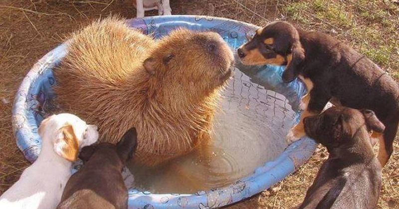 Capybaras: Nature's Chill Ambassadors