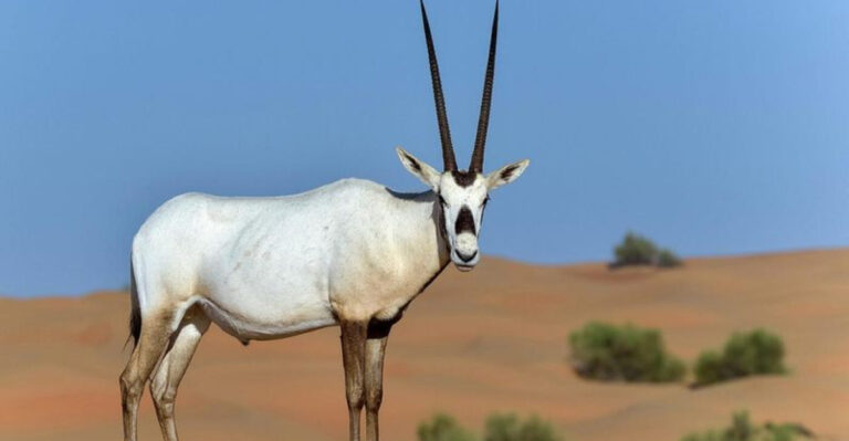 7 Species Zoos Have Helped Save From The Brink Of Extinction