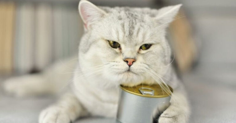 7 Things Cats Love That Most Owners Don’t Do Enough And 8 Things They Secretly Want You To Stop Doing