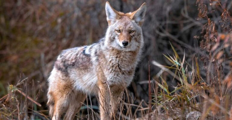 7 Things You Should Do If A Coyote Shows Up In Your Yard, And 5 That Could Make It Worse
