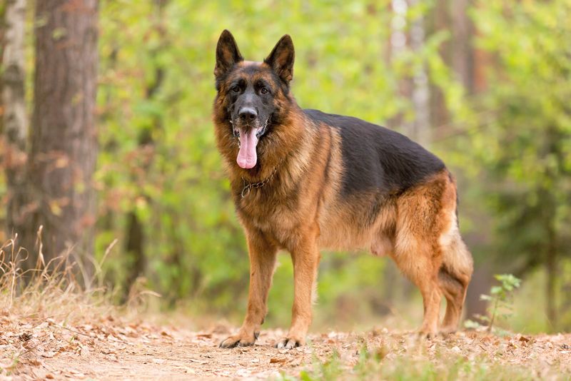 German Shepherds