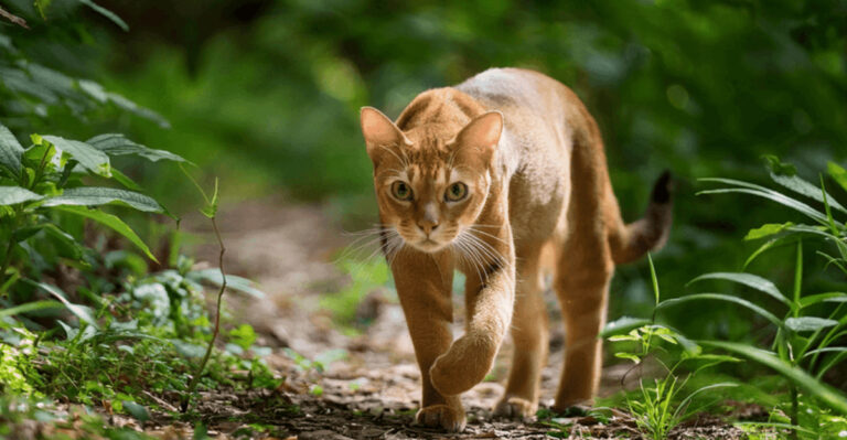 8 Endangered Big Cats The World Can Still Save And 6 We’re Close To Losing