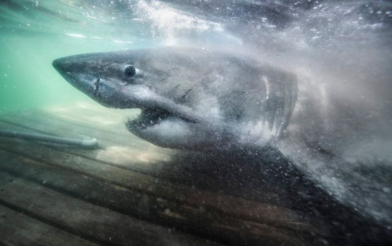 A Grand Old Lady Of The Sea