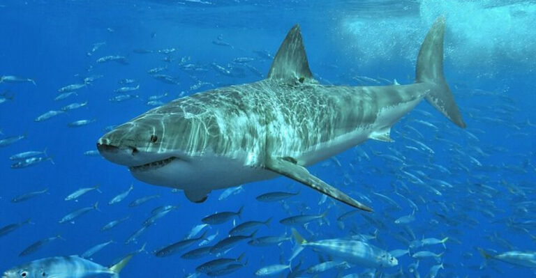 8 Facts About The Biggest Great White Shark Ever Spotted In The Atlantic, And 5 Reasons It Might Not Be Alone