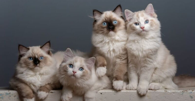 8 Family-Friendly Cat Breeds And 8 You Might Want To Avoid