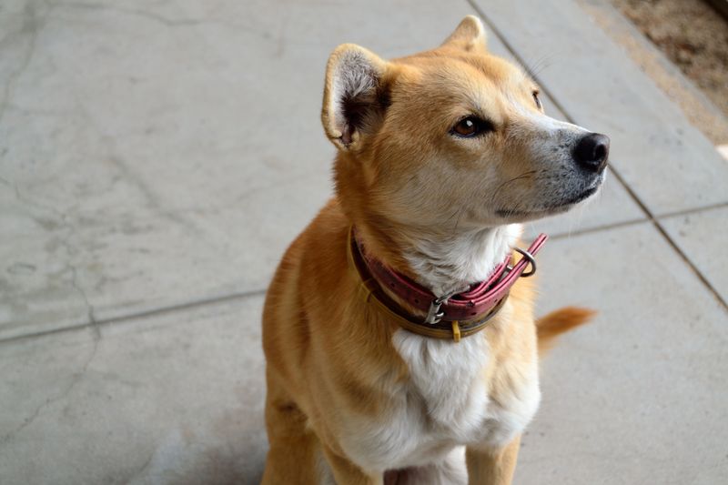 Cognitive Trait Differences Among Breeds