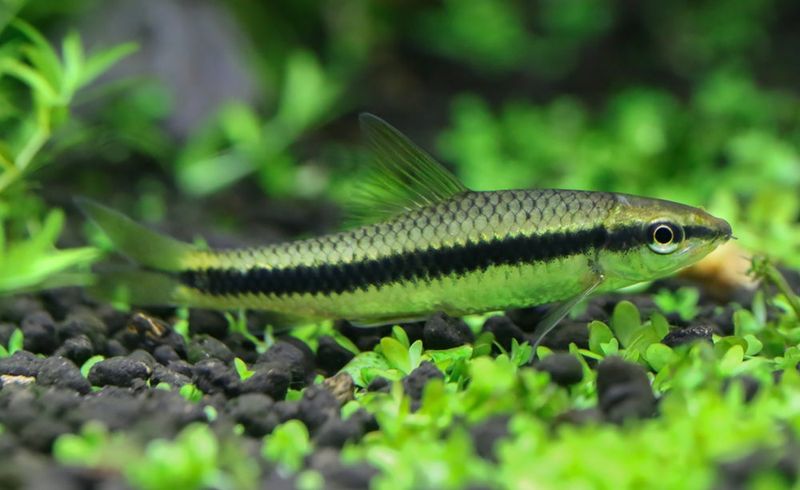 Siamese Algae Eater