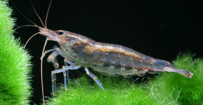 8 Fish That Keep Your Aquarium Clean And Healthy Naturally