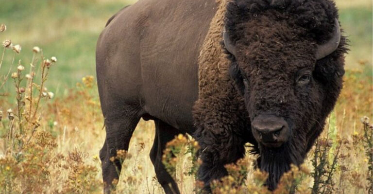 8 Incredible Places In The U.S. Where Bison Still Roam Wild (And 7 Places Where They Completely Disappeared)