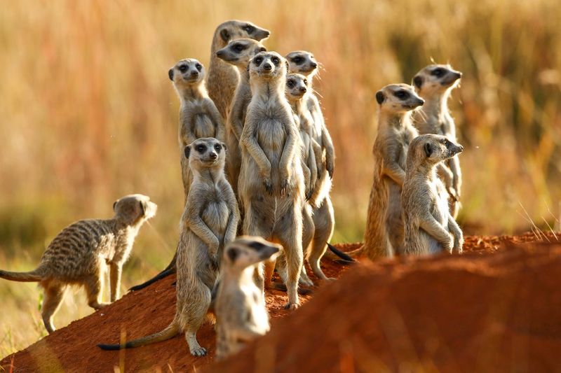 They Live In Cooperative Groups Called Mobs