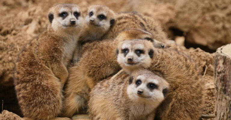 8 Reasons Meerkats Are The Most Incredible Social Animals And 5 Animals That Are Not Social At All