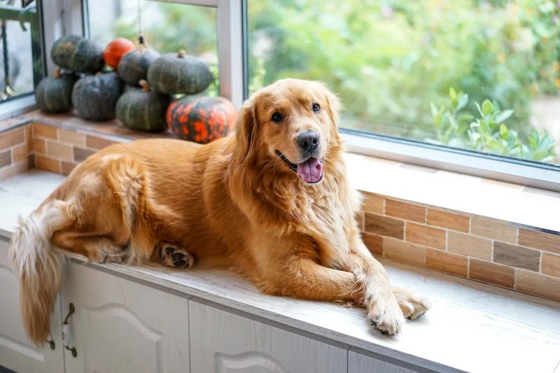 Golden Retrievers: The Eternal Optimists