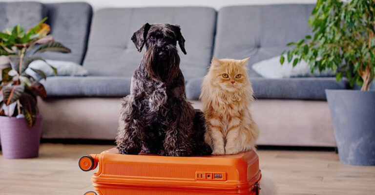 8 Signs You Are Ready For A Pet And 5 You Are Not