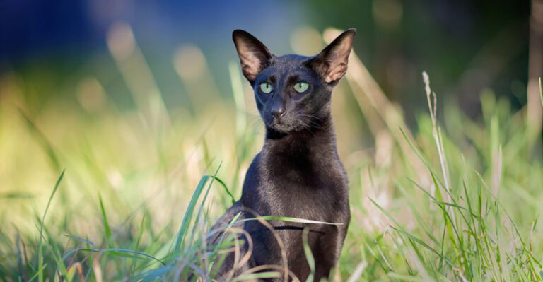 8 Stunning Black Cats That Are Ideal Indoor Pets And 5 Common Superstitions They Still Endure