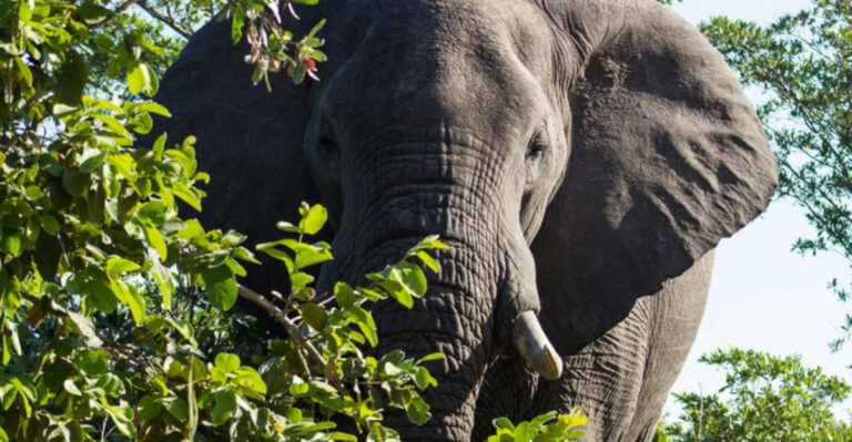 8 Ways Elephants Balance Our Ecosystems And What Might Happen If We Lose Them