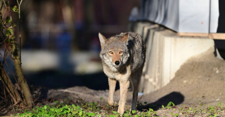 9 Actions To Take If A Coyote Appears In Your Yard And 5 Mistakes To Avoid