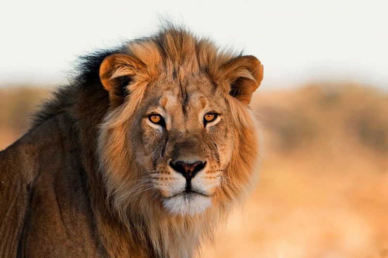 Lions