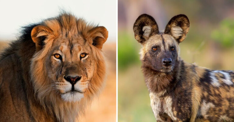 9 Animals That Could Easily Take Down A Honey Badger And 3 That Would Think Twice Before Messing With One