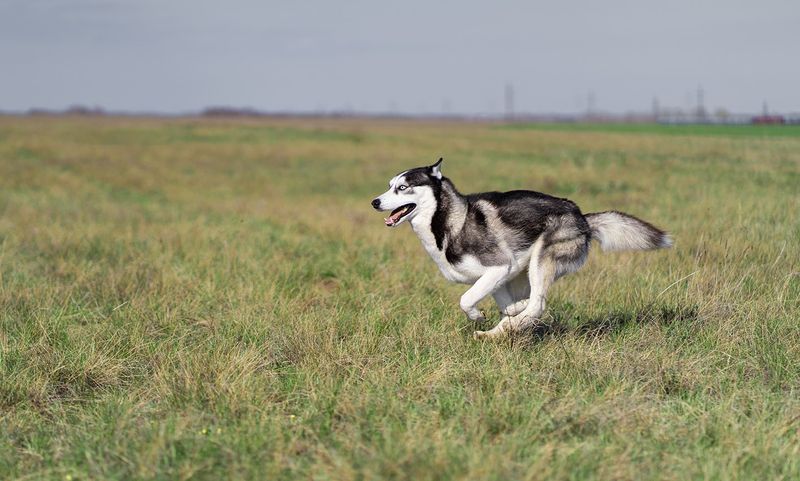 Siberian Huskies: Born To Run Wild