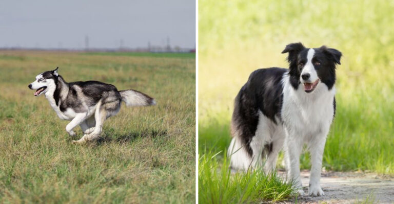 9 Dog Breeds That Can’t Be Trusted Off-Leash And 4 That Are Always Ready For Adventure