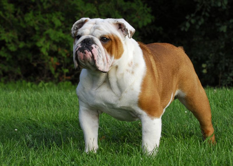 English Bulldogs – Breathing Troubles Come Standard
