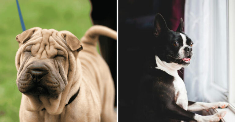 9 Dog Breeds Vets Wish People Would Stop Buying And 5 That Are Great For City Living