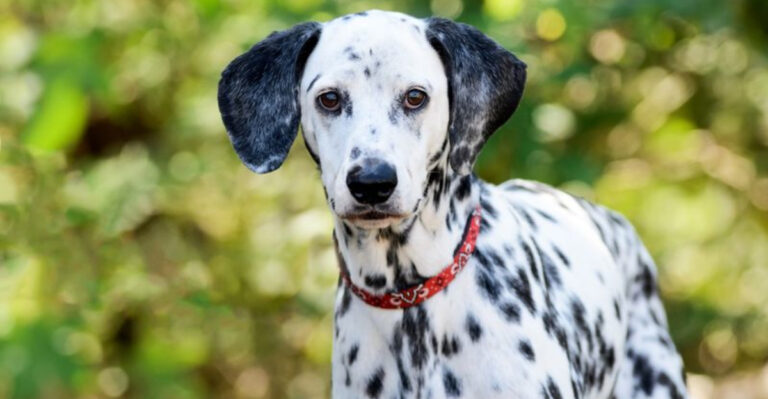 9 Dog Breeds You Shouldn’t Keep As Pets And 6 That Only Act Nice When They Feel Like It