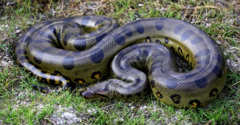 9 Largest Anacondas Ever Found In The U.S. (And 5 That Were Spotted In Completely Unexpected Places)