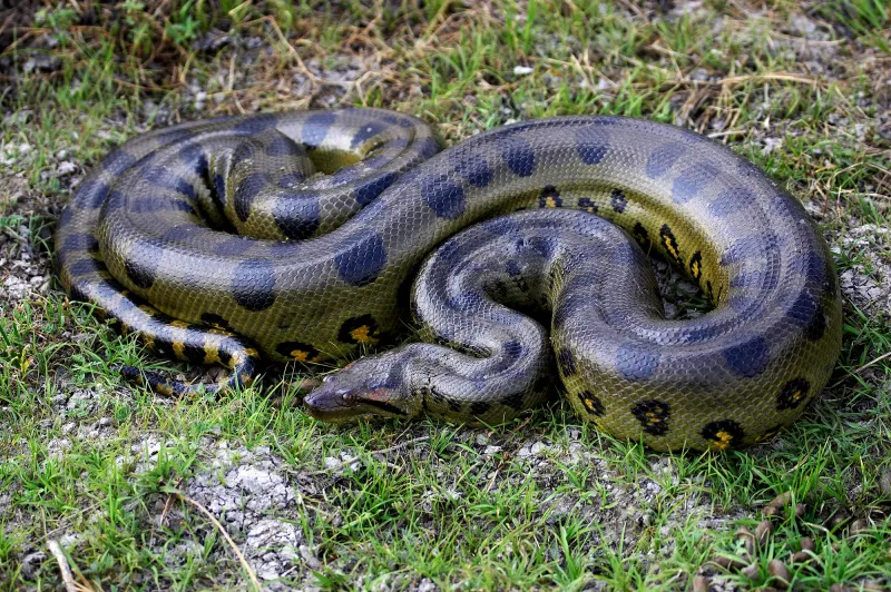Nine-Foot Yellow Anaconda in Indiana