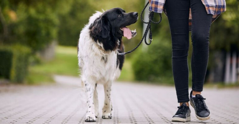 9 Little Things Your Dog Notices About You Every Day And 5 Things They Usually Ignore