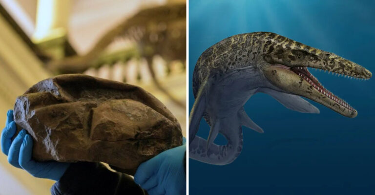 A 68 Million-Year-Old Football-Size Egg Found In Antarctica Could Belong To An Ancient Sea Monster
