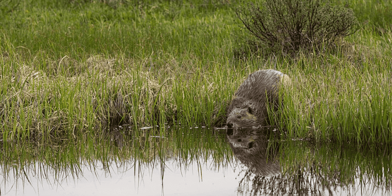 Cost Comparison: Beavers Vs. Expensive Infrastructure